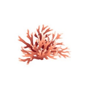 California Hydrocoral